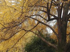 -四川大学(华西校区)