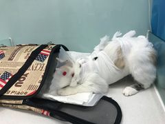 -纳吉亚猫专科动物诊疗中心(蒋宅口分院)
