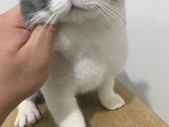 -Bastet sally猫舍购宠(静安店)