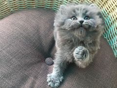-喵zoo家庭繁育猫舍(尖东智能花园店)