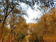 -永定河休闲森林公园