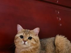 -老吴的猫·猫舍(新区店)