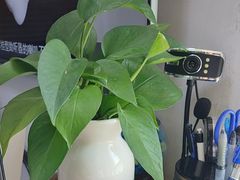 -自然之声助听器·呼吸机(和平店)