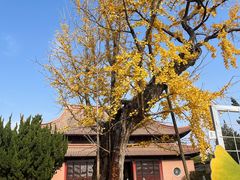-苏州文庙(姑苏区)