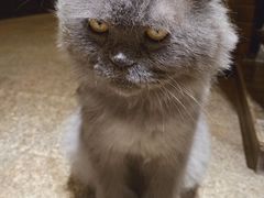 -more than meow吴止猫主题餐厅(承德 中船汇店)