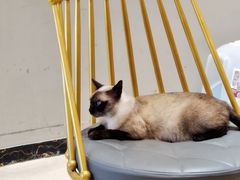 -藏猫猫咖啡主题馆(中央大道店)