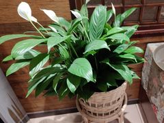 -西贝(六里桥旗舰店)