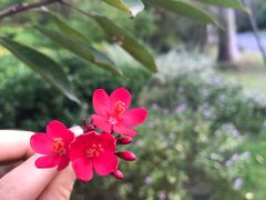 -东南花都花博园