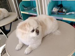 -北京观赏动物医院·24小时大型综合·猫专科·异宠专科