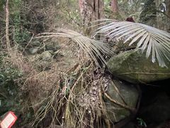 -海南霸王岭国家森林公园