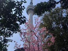 -龟山风景区-龟山电视塔