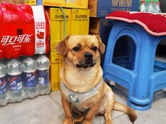 -韩风烤牛肉冷面店
