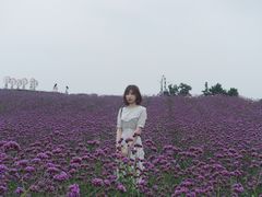 -大塘金香草谷