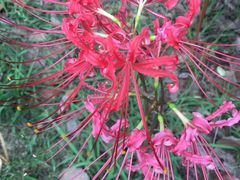 -艾溪湖湿地公园