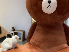 -瞄一喵猫咖(格力海岸店)