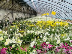 -华强阁菊花宴自助火锅店