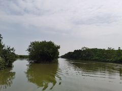-大湾区中央湿地公园