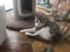 -糯米喵星人总部直营旗舰店·猫舍·幼猫出售