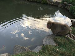 -岚山猴子公园