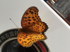 -长兴太湖图影湿地文化园