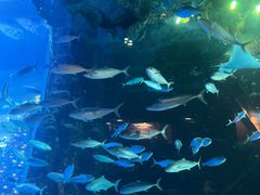 -成都浩海立方海洋公园