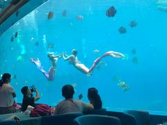 -瑞德姆美人鱼海底演艺主题餐厅(亚龙湾店)