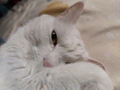 -北京恒爱动物医院(清景园分院)