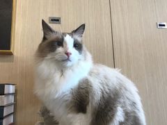 -飞行喵MR PILOT|猫舍·猫咖(静安大融城店)
