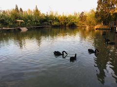 -溱湖国家湿地公园