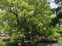 -西溪国家湿地公园