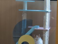 -MOCHA明星猫咖(田子坊店)