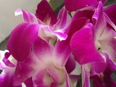 iphone_upload_pic-郑厨私房菜