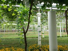 -白鹿原葡萄主题公园