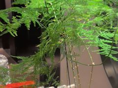 -王府茶楼茶宴·创意菜(朝阳公园店)