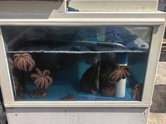 -真情鲍鱼海鲜汤