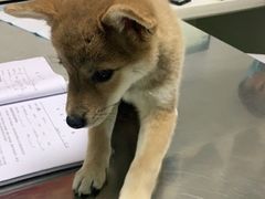 -特一安24小时宠物医院·骨科·中兽医