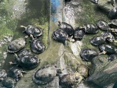 -广州长隆飞鸟乐园