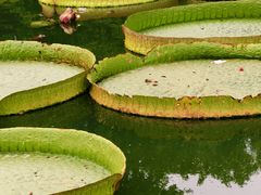 -石家庄市植物园