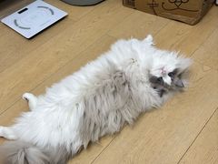 -宠颐生斯嘉宠物医院·急重症·心内科(谷阳北路分院)