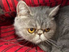 -北京恒爱动物医院(清景园分院)