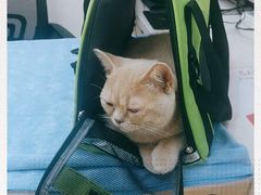 -创凡宠物医院·骨专科  猫科中心(西乡分院)