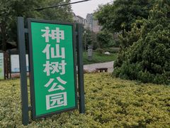 -神仙树公园