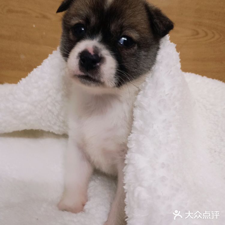 今天又收留一个小活宝 下午去朋友厂里有事，看见她厂里