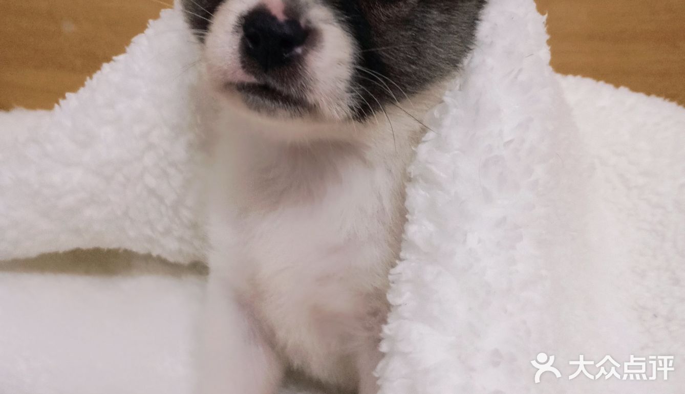 今天又收留一个小活宝 下午去朋友厂里有事，看见她厂里