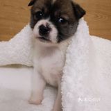 今天又收留一个小活宝 下午去朋友厂里有事，看见她厂里