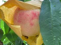 -南汇水蜜桃采摘(大团店)