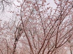 -桃花堤公园