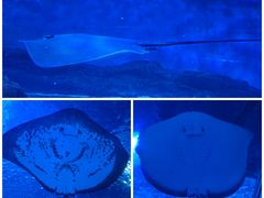 -上海海洋水族馆