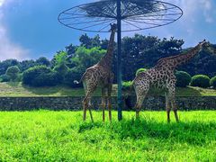 -沈阳森林动物园