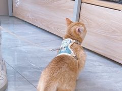 -德元·美联众合24小时动物医院(总院)